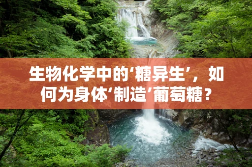 生物化学中的‘糖异生’，如何为身体‘制造’葡萄糖？