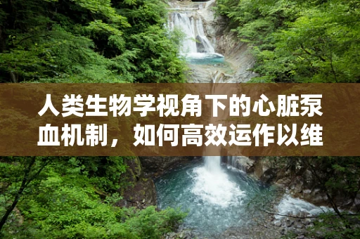 人类生物学视角下的心脏泵血机制，如何高效运作以维持生命？