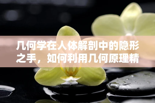 几何学在人体解剖中的隐形之手，如何利用几何原理精准诊断？